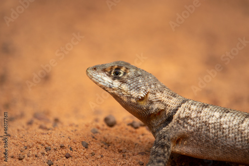Neotropical Lava Lizard  Tropidurus hispidus 