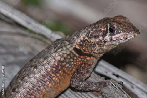 Reinhardt's Lava Lizard (Tropidurus hygomi)