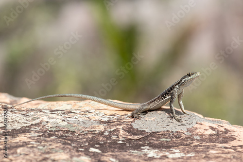 Striped Lava Lizard (Tropidurus semitaeniatus)