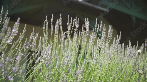 Lavender in the garden with butterfly