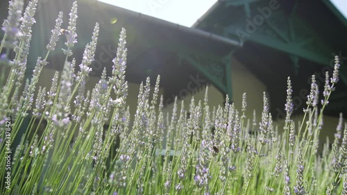 Lavender in the garden with butterfly