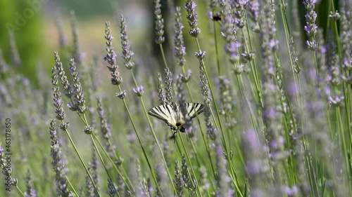 Lavender in the garden with butterfly