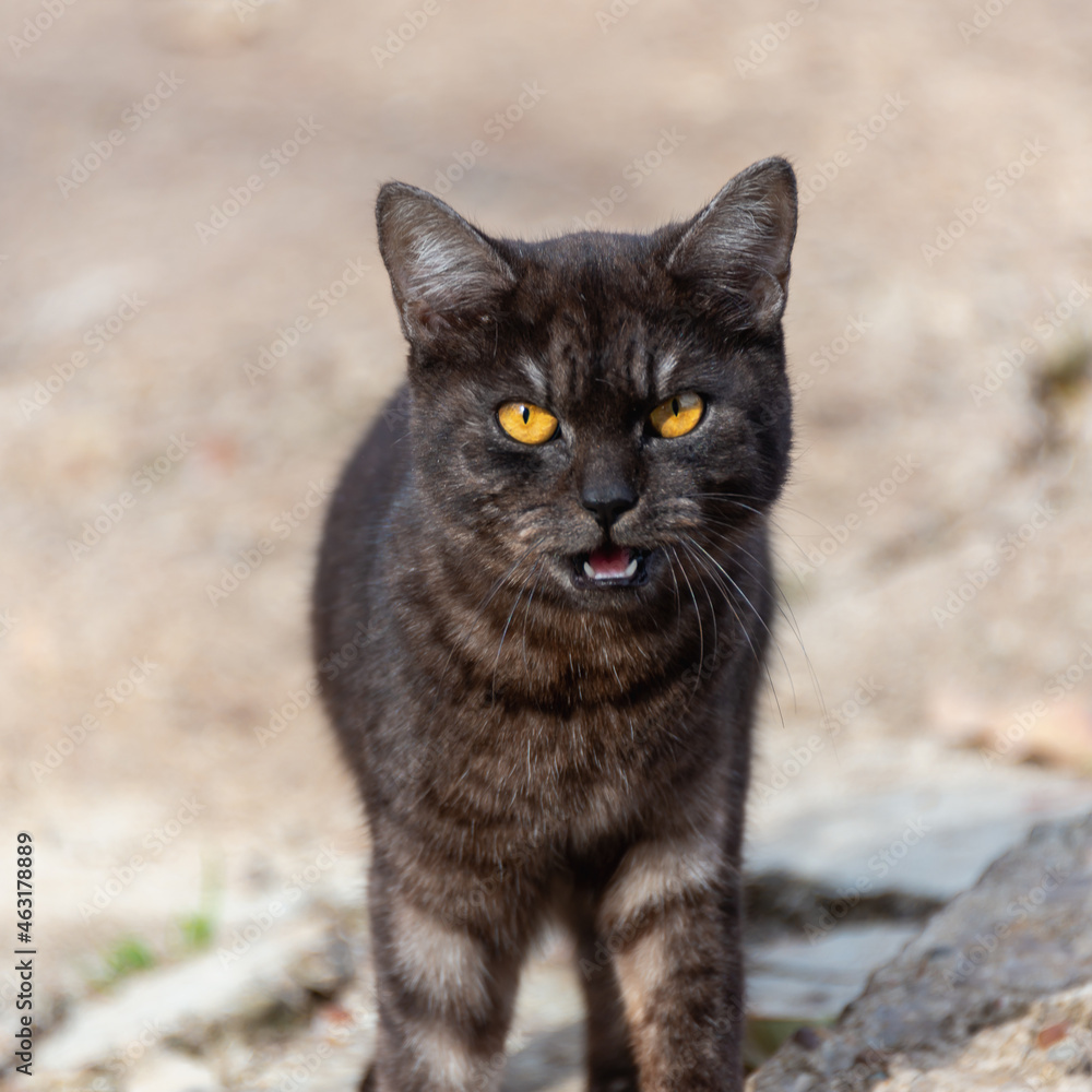 An angry cat with yellow eyes opens its mouth.