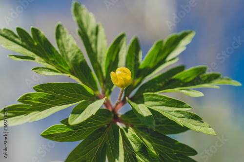 Wallpaper Mural Spring flowers are yellow with green leaves. Torontodigital.ca