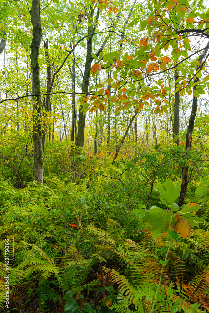 Fototapeta premium Autumn landscape.