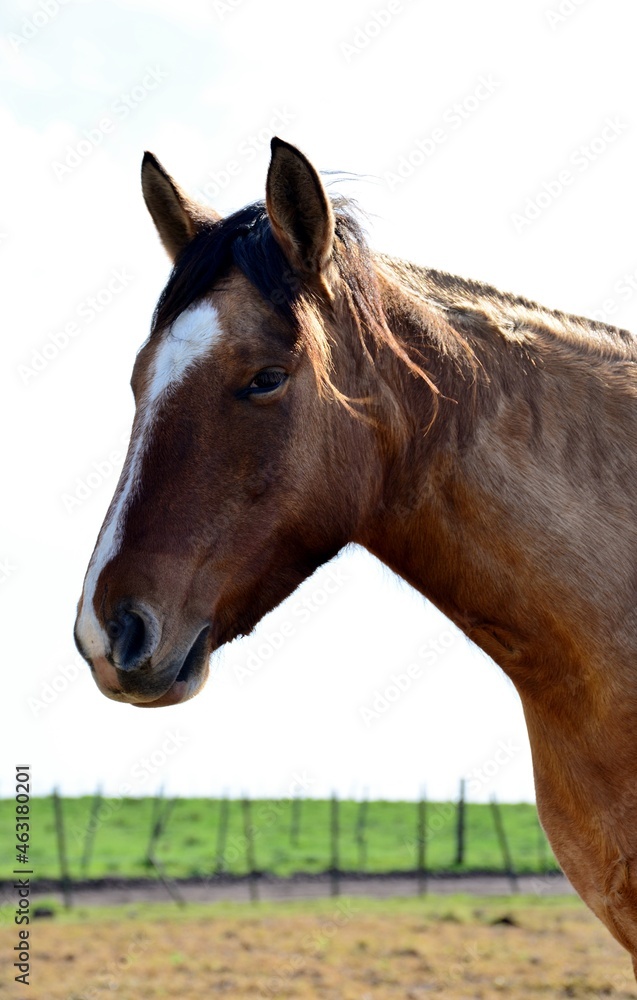 Naklejka premium portrait of a horse