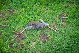 Dead bird laying on the grass