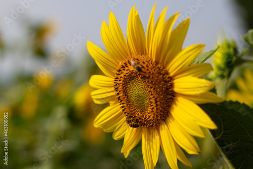 A flower photo with a sunflower and a bee.
