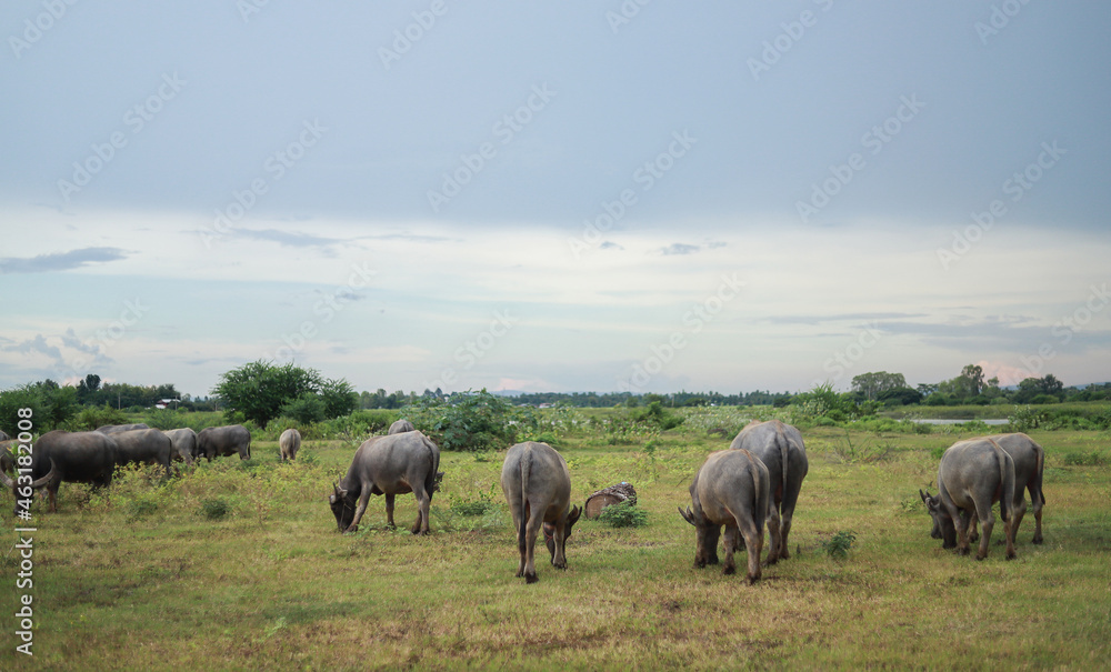 buffalo in field going to eating with evening time from countryside buffalo in field going to eating with evening time from countryside
