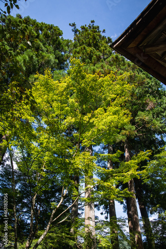 お寺の庭園の樹木