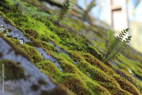green moss on roof