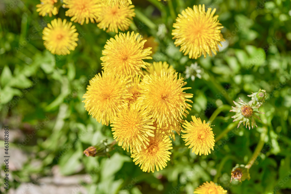 yellow dandelions growing on a lawn illuminated by the sunlight yellow dandelions growing on a lawn illuminated by the sunlight