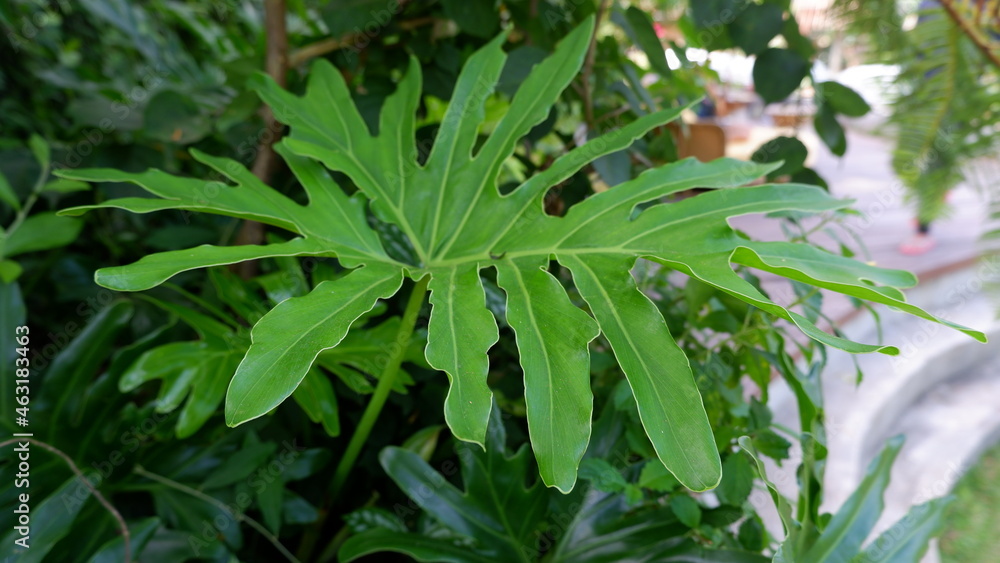 green philodendron selloum plant in the garden green philodendron selloum plant in the garden