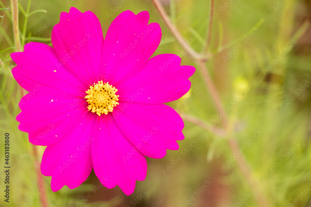 Fototapeta premium Beautiful pink color cosmos (Mexican aster) flower background