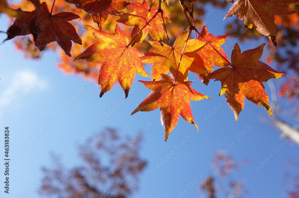 Red autumn leaves of Japanese Maple
Red autumn leaves of Japanese Maple