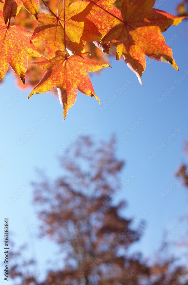 Red autumn leaves of Japanese Maple
Red autumn leaves of Japanese Maple