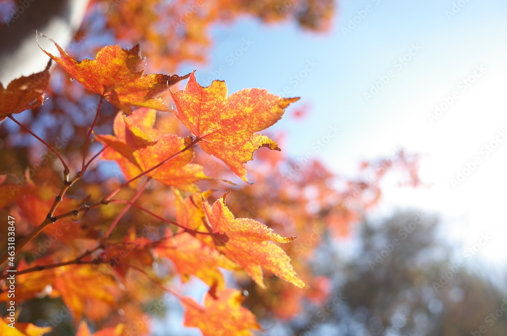 Red autumn leaves of Japanese Maple
Red autumn leaves of Japanese Maple