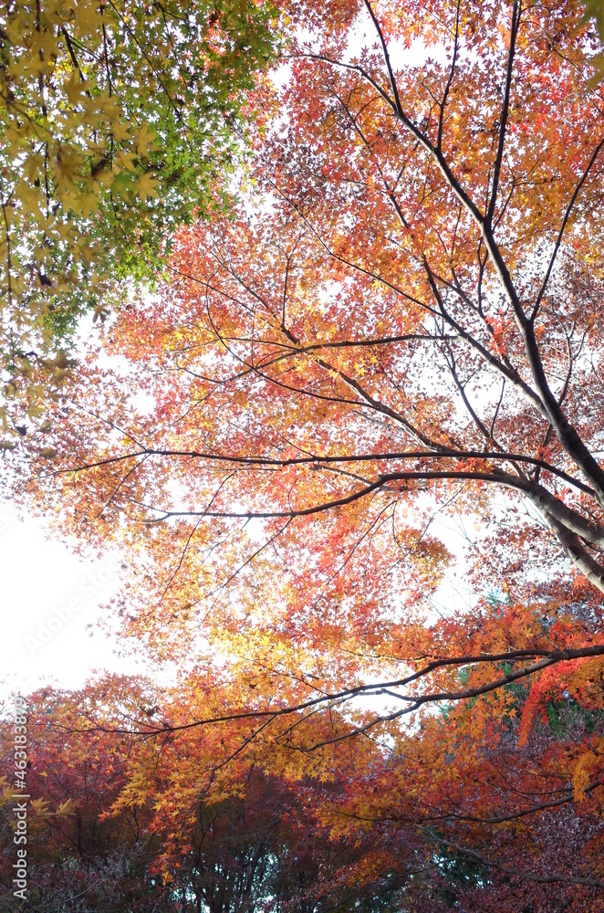 Red autumn leaves of Japanese Maple
