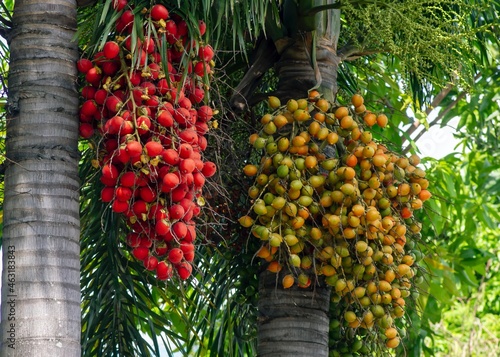 Red and brown Areca nut palm, Betel Nuts, Betel palm (Areca catechu) hanging on its tree photo