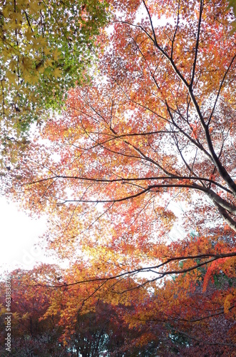 Red autumn leaves of Japanese Maple
