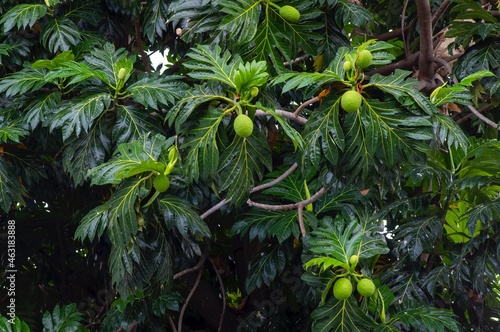 Breadfruits (Artocarpus altilis) and its green leaves on the tree photo