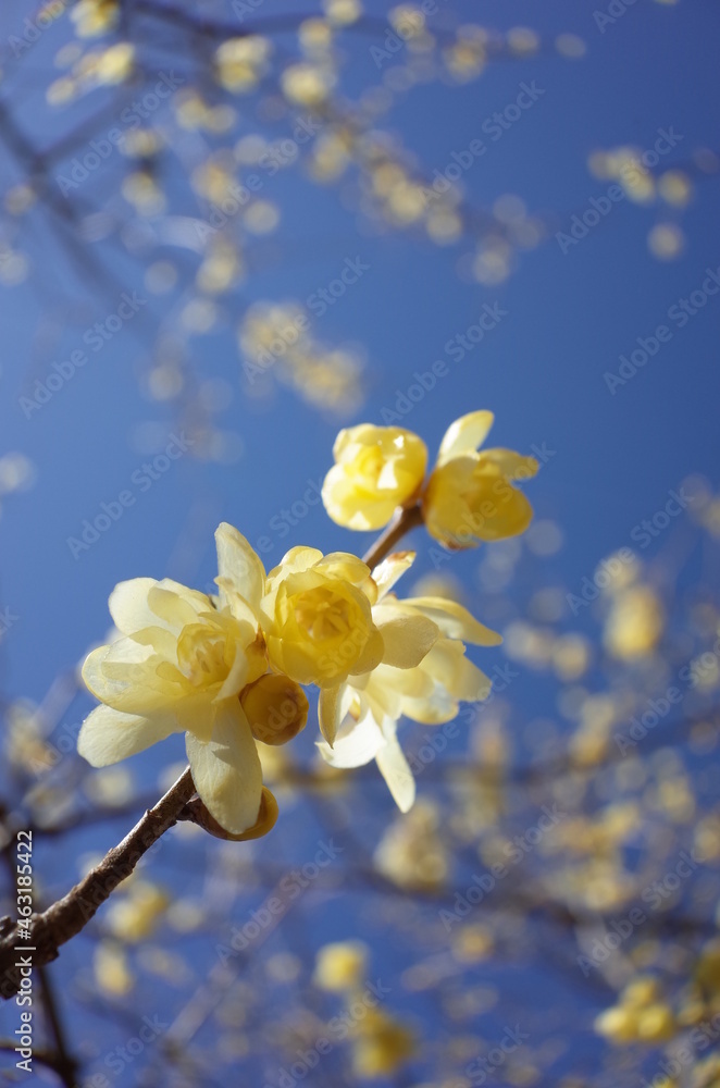 Light Cream Flowers of Wintersweet in Full Bloom
Light Cream Flowers of Wintersweet in Full Bloom