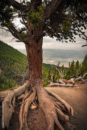 A tree with a root of interesting shape on the edge of the slope behind which you can see the valley