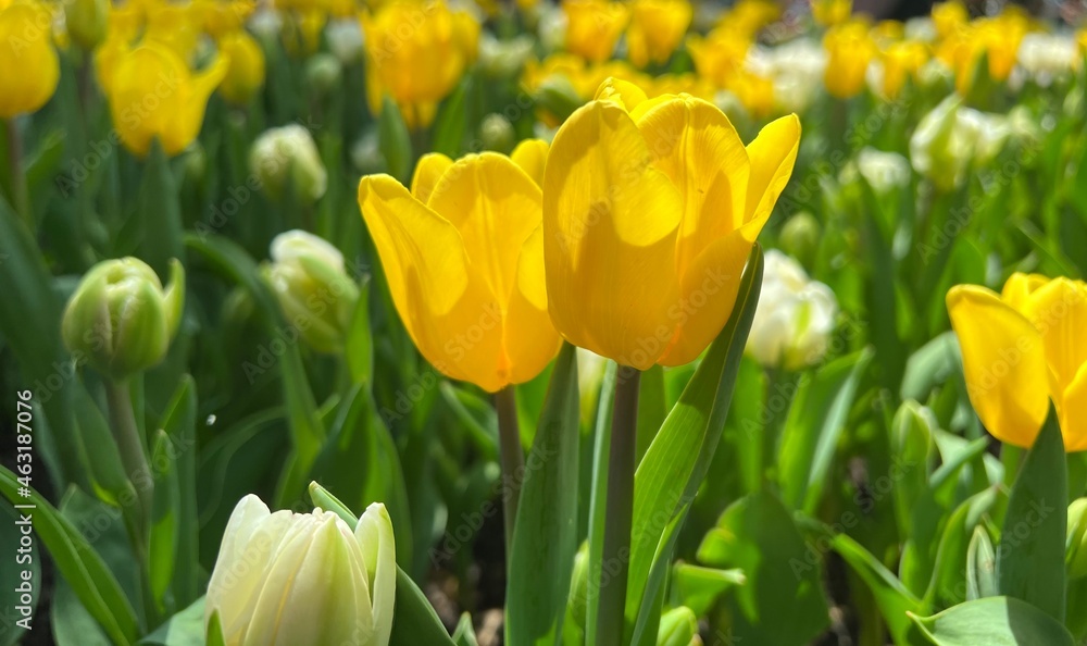 Fototapeta premium yellow and red tulips