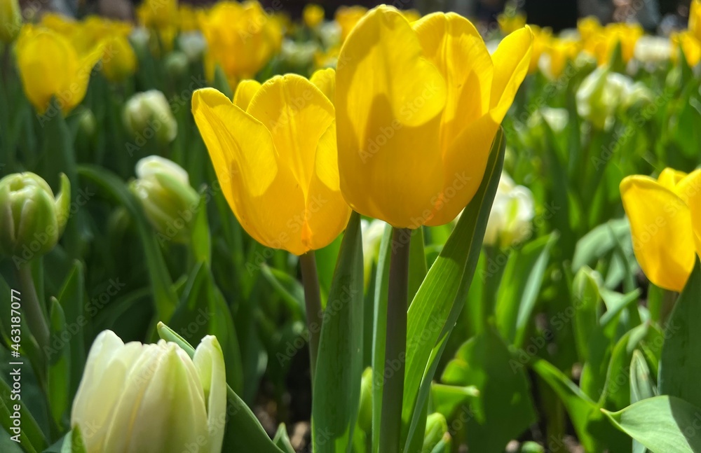yellow and red tulips yellow and red tulips