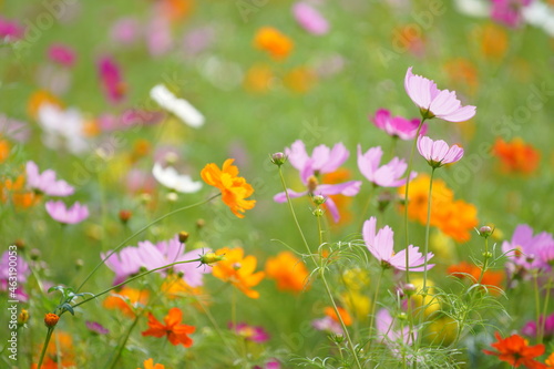 コスモス畑に咲くカラフルなコスモス © rika_portrait