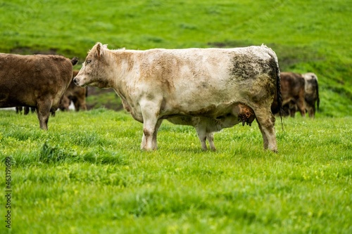 Cows eating grass in Australia.  photo