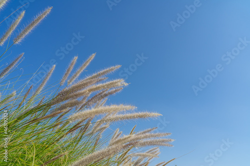 Grass flowers and blue sky with copy space