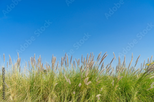 Grass flowers and blue sky with copy space