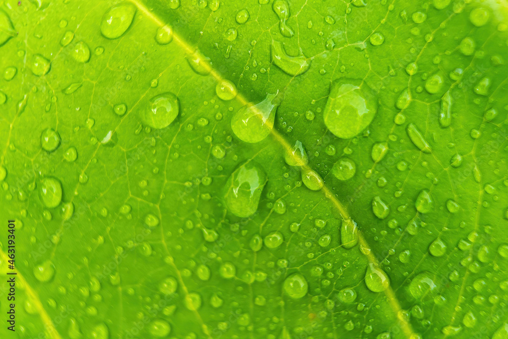 Macro closeup of Beautiful fresh green leaf with drop of water after the rain in morning sunlight nature background. Macro closeup of Beautiful fresh green leaf with drop of water after the rain in morning sunlight nature background.