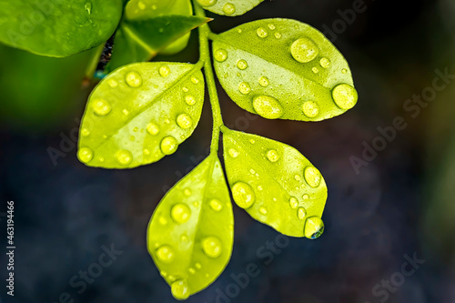 Macro closeup of Beautiful fresh green leaf with drop of water after the rain in morning sunlight nature background.