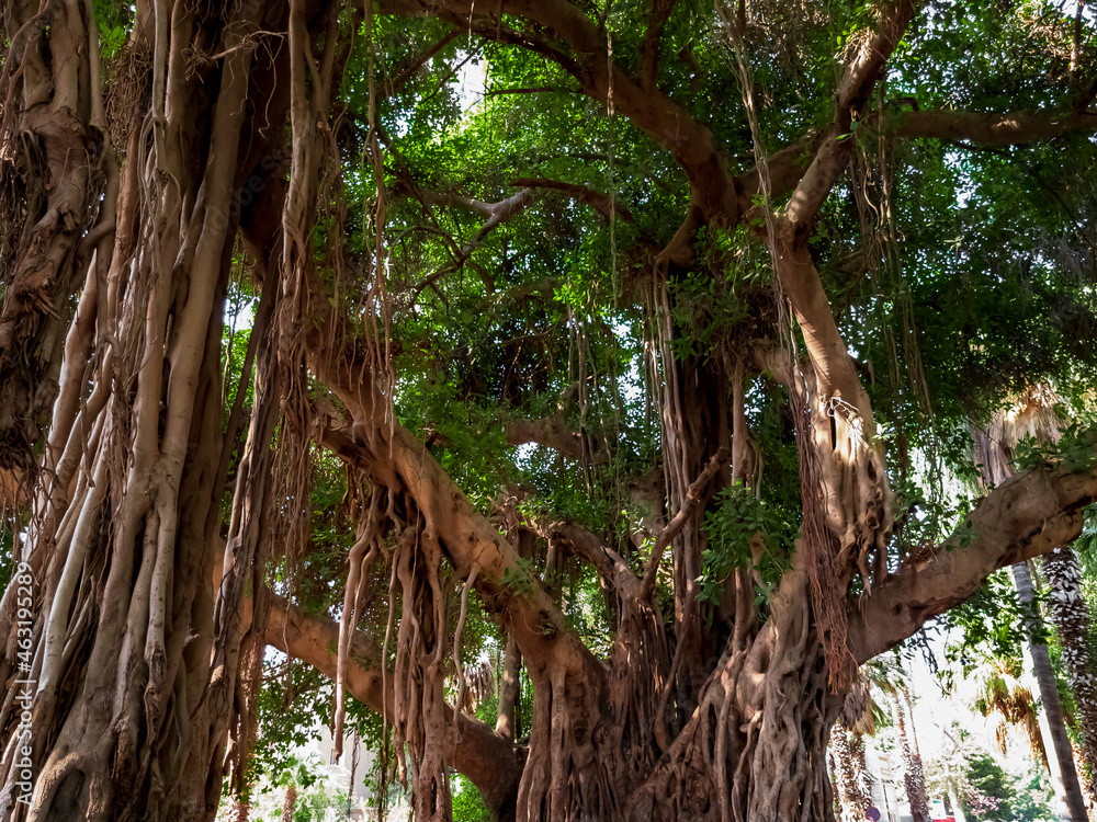 tree in the jungle