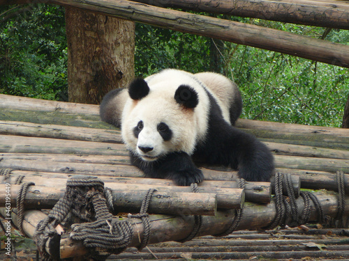 Young black & white panda bear resting in front of a forest and looking towards the camera