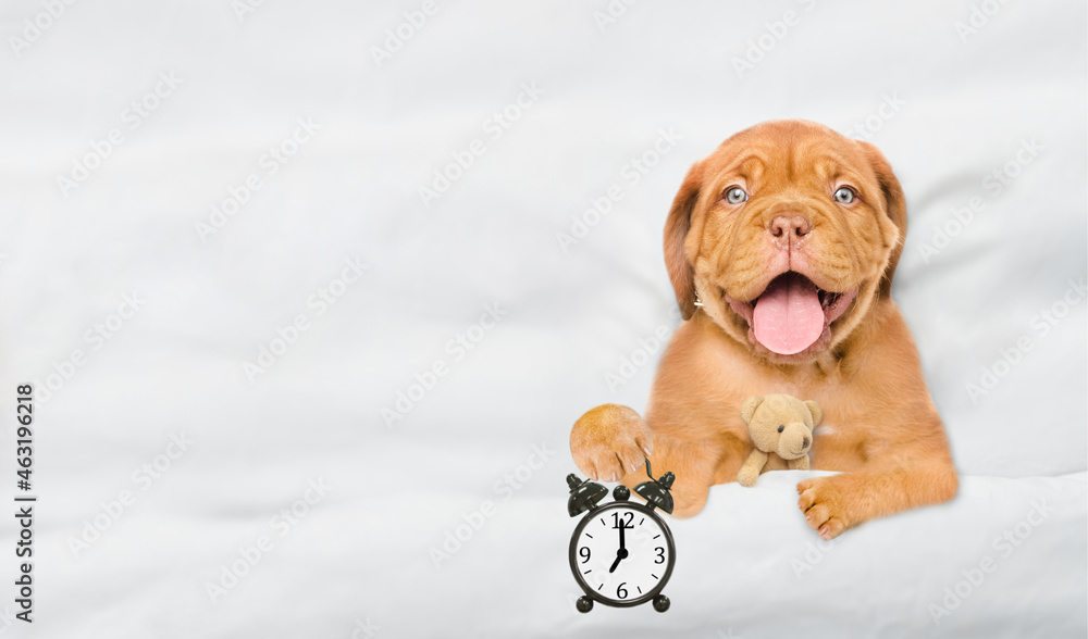 Obraz premium Mastiff puppy hugs toy bear and holds alarm clock under white blanket at home. Top down view. Empty space for text