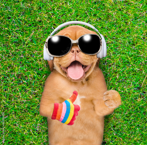 Happy mastiff puppy wearing headphones and sunglasses lies on its back on summer green grass, listens music, shows thumbs up gesture. Top down view © Ermolaev Alexandr