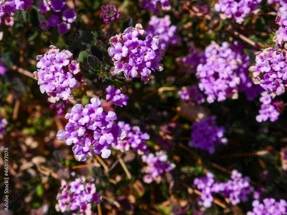 flowers in the garden