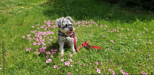 schnauzer dog in the park grass flowers