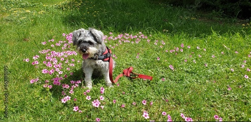 schnauzer dog in the park grass flowers