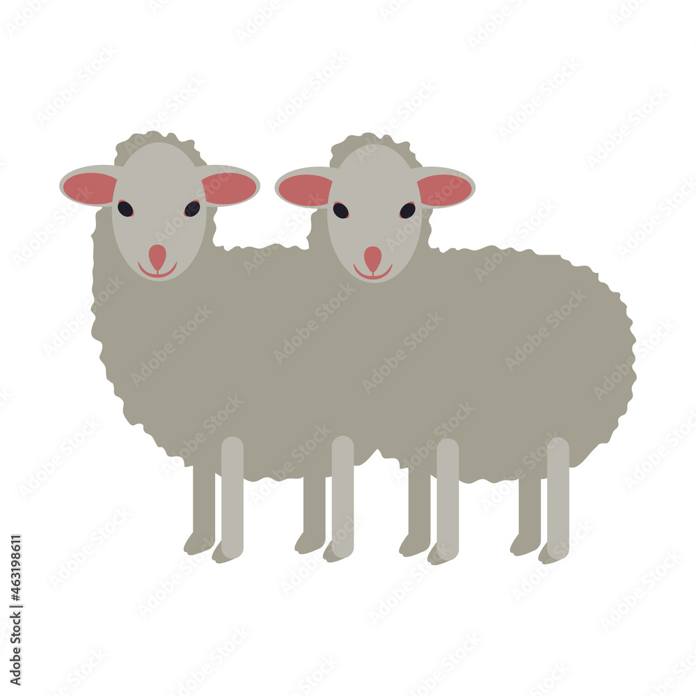 Two white small sheep isolated