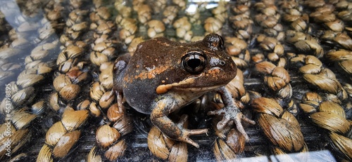 frog