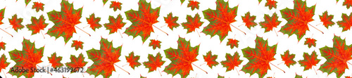 Autumn pattern for design. Panorama pattern red maple leaf autumn isolation white background.