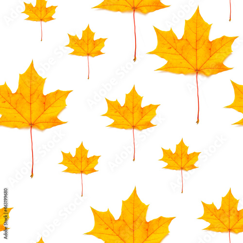 Autumn pattern for design. Maple autumn leaves. Seamless pattern yellow maple leaf autumn isolation white background.