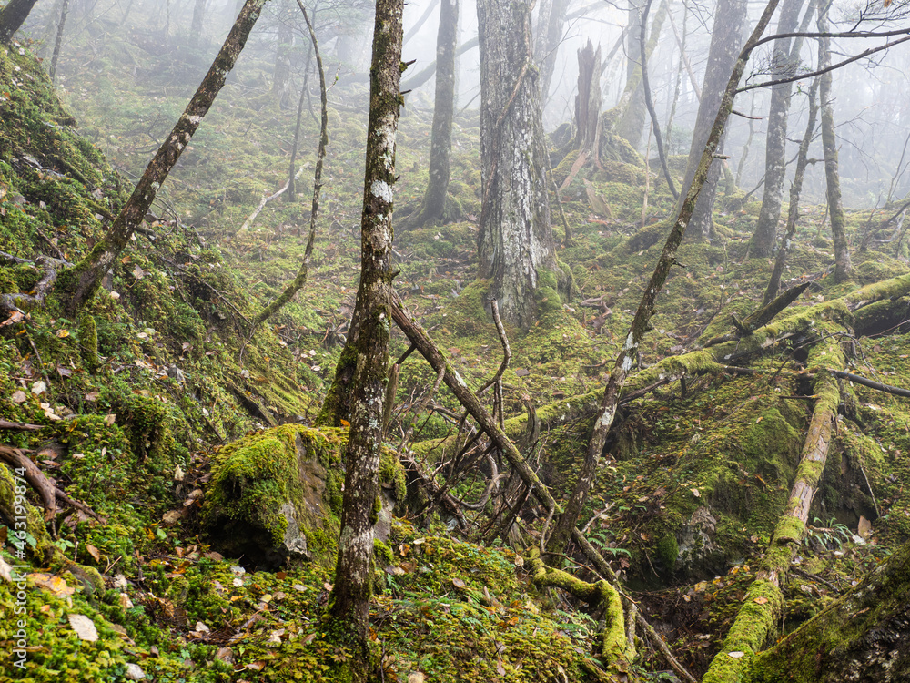 Obraz premium forest in autumn