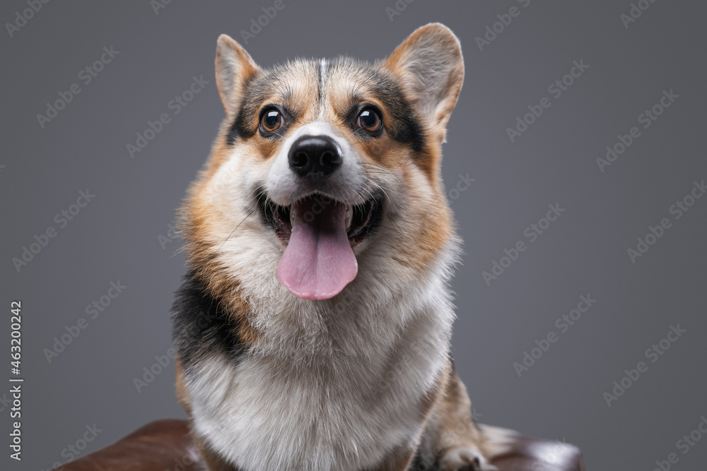 Happy cute dog corgi breed posing against gray background Happy cute dog corgi breed posing against gray background