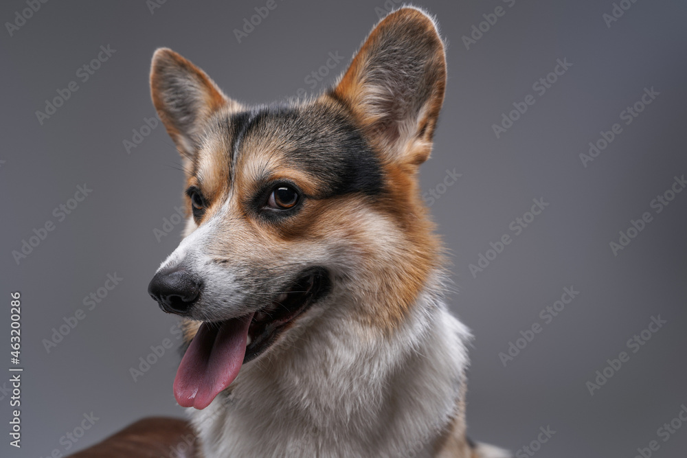 Happy cute dog corgi breed posing against gray background