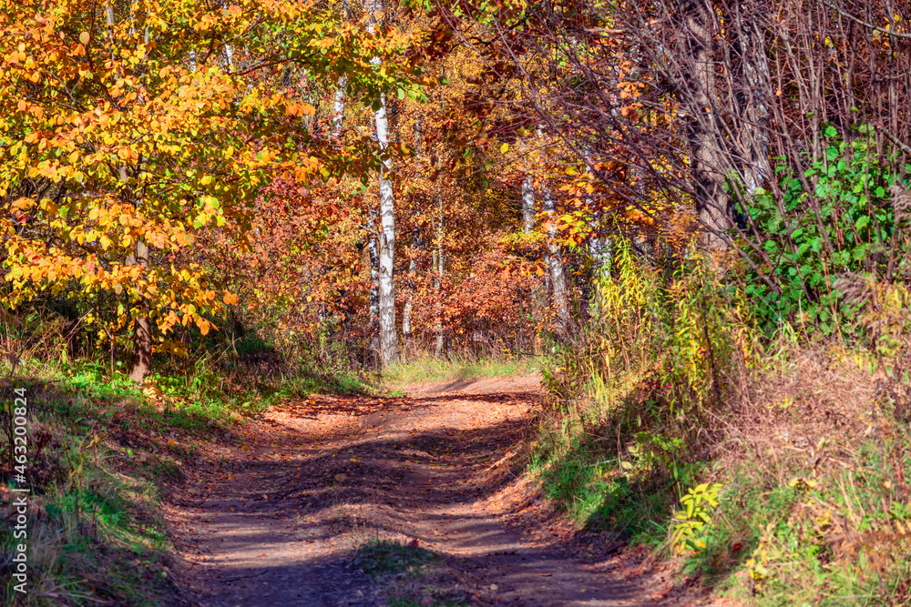 Obraz premium An autumn forest with colorful foliage and a trail. Birches, maple trees and numerous shrubs covered with red, yellow and golden leaves.